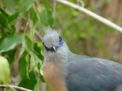 Coua cristata