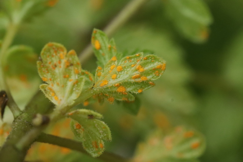 Coleosporium euphrasiae