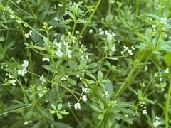 Galium dahuricum