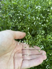 Galium dahuricum