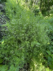 Galium dahuricum