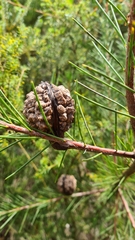 Hakea bakeriana