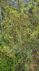 Hakea bakeriana