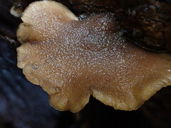 Hohenbuehelia clelandii