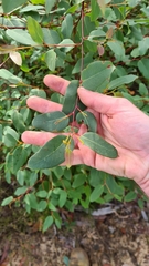 Eucalyptus piperita