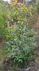 Eucalyptus piperita
