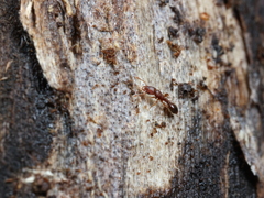 Vollenhovia