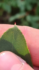 Eucalyptus piperita