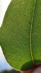 Eucalyptus piperita