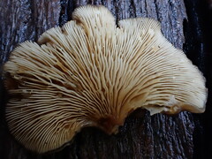 Hohenbuehelia clelandii