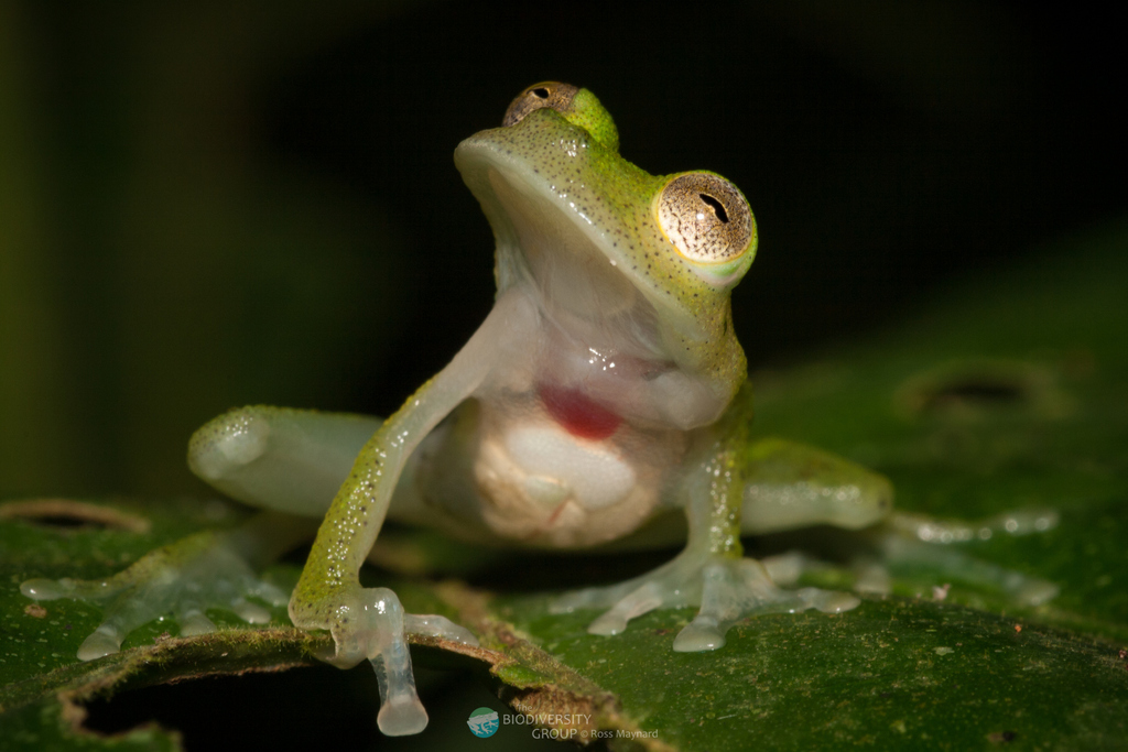 Yuruani Glass Frog from Tena, Ecuador on February 25, 2009 at 1004 PM