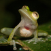 Yuruani Glass Frog - Photo (c) Ross Maynard, some rights reserved (CC BY-NC), uploaded by Ross Maynard