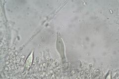 Hohenbuehelia clelandii