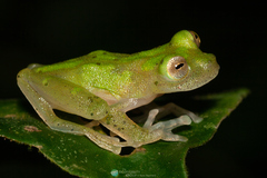 Jaspe Glass Frog photo 2