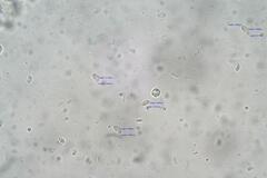 Hohenbuehelia clelandii