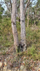Eucalyptus umbra