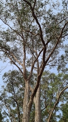 Eucalyptus umbra
