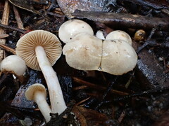 Cortinarius austroalbidus