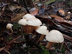 Cortinarius austroalbidus