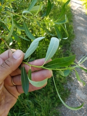 Salix lemmonii