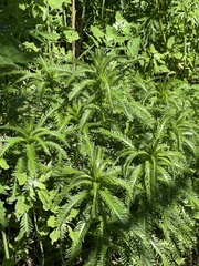Achillea ptarmicoides