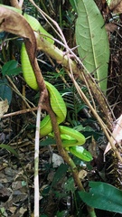 Trimeresurus vogeli
