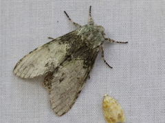 Macrurocampa marthesia