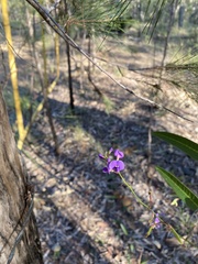 Hardenbergia violacea