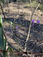 Hardenbergia violacea