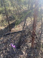 Hardenbergia violacea