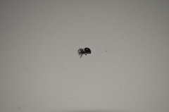 Euryopis episinoides