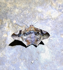 Euclystis guerini