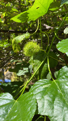 Passiflora foetida