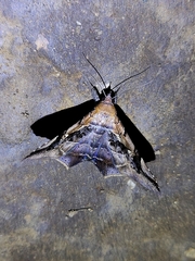 Euclystis guerini