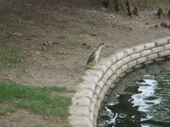 Nycticorax nycticorax