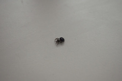 Euryopis episinoides