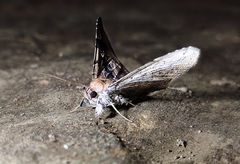Euclystis guerini