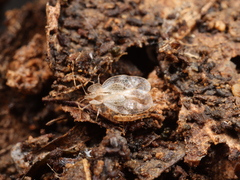 Stephanitis esakii