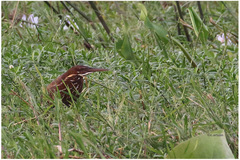 Ixobrychus flavicollis