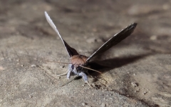 Euclystis guerini