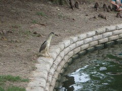 Nycticorax nycticorax