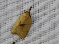 Sparganothis xanthoides