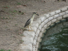 Nycticorax nycticorax