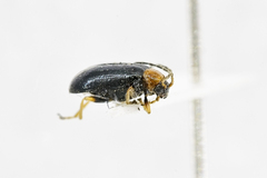 Luperus flavipes