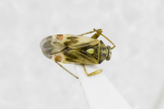 Polymerus vulneratus
