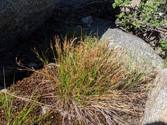 Juncus parryi