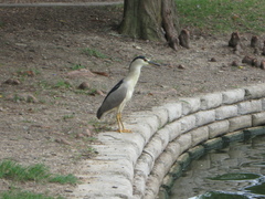 Nycticorax nycticorax