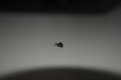 Euryopis episinoides