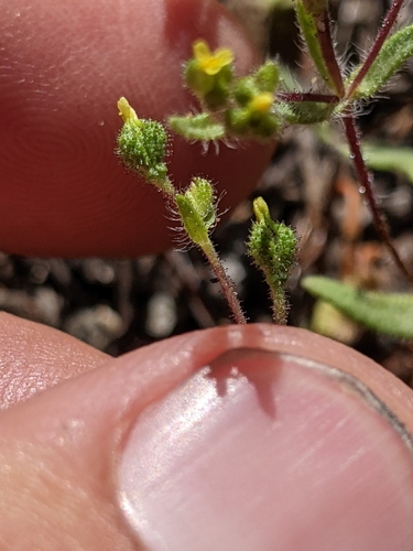 Image of Hemizonella minima by (c) Ken-ichi Ueda, some rights reserved (CC BY)