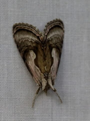 Chrysanympha formosa